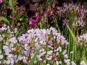 mt_Gallery:Merriments Gardens, East Sussex, GB